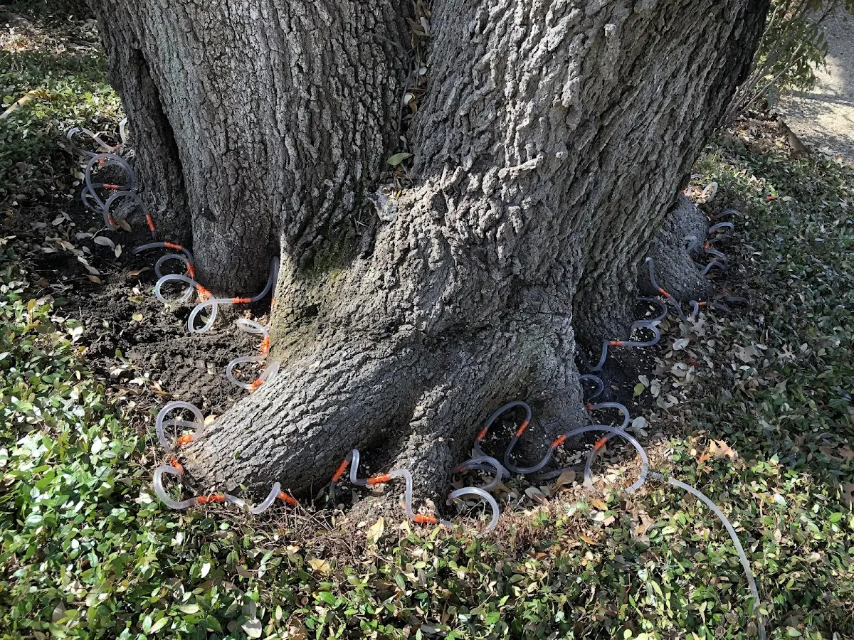 Detailed Tree Cabling and Bracing job site in North Rose