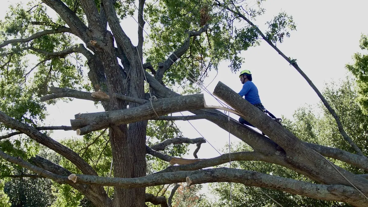 Professional Hazardous Tree Removal performed by certified arborists in North Rose