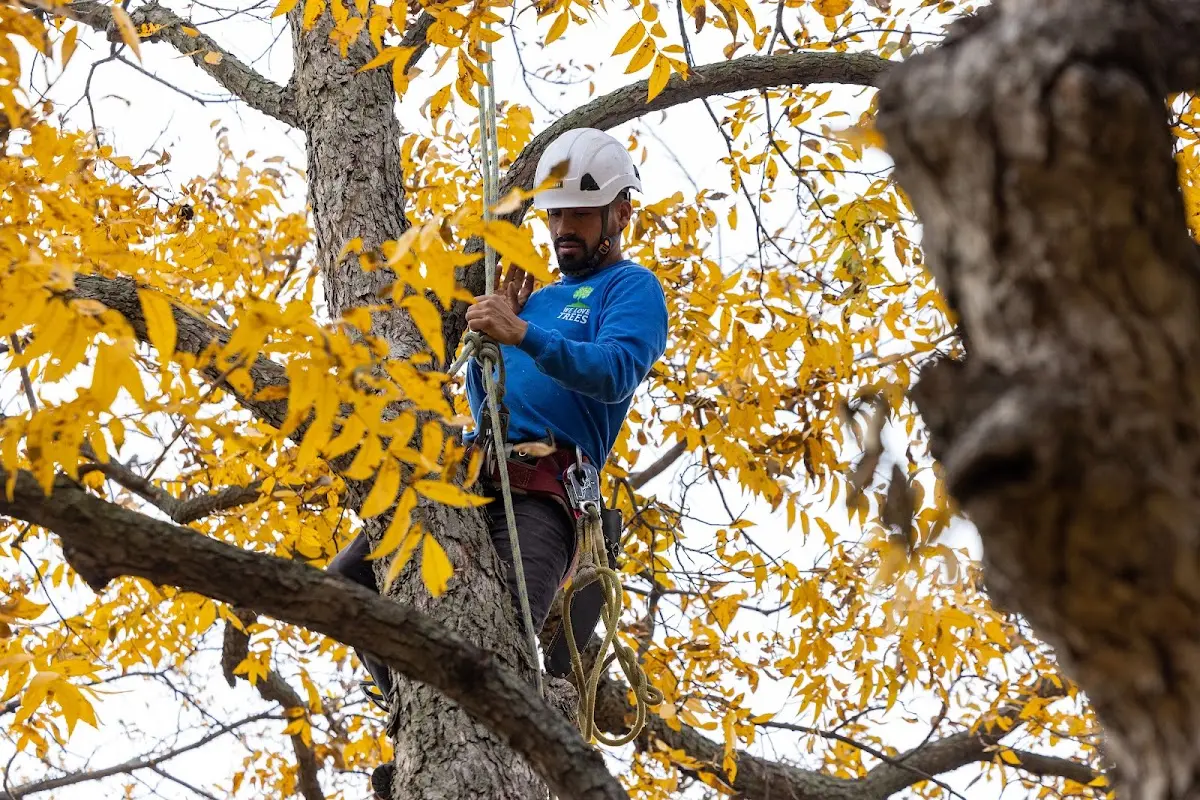 Skilled Tree Pruning crew working in North Rose
